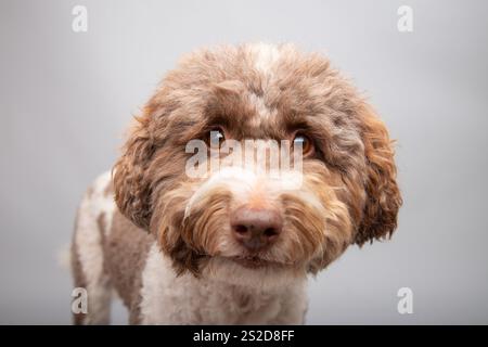 Nahporträt eines braunen dreifarbigen Bernedoodles vor grauem Hintergrund Stockfoto