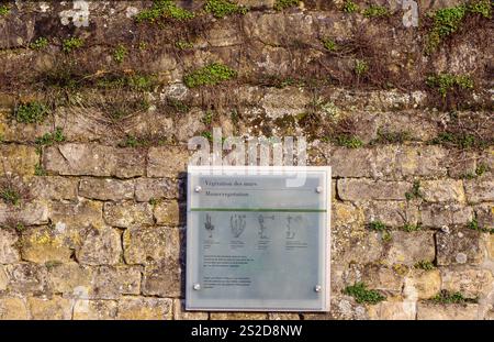 Luxemburg, Gelenke und Risse in Natursteinmauern ähneln im Lebensraum Gesteinen und werden von derselben Pflanzenart besiedelt Stockfoto