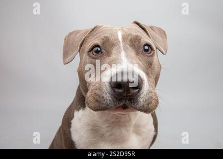 Nahporträt eines amerikanischen Tyrannen, der vor grauem Hintergrund sitzt Stockfoto
