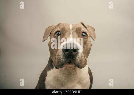 Nahporträt eines amerikanischen Tyrannen-Hundes vor grauem Hintergrund Stockfoto