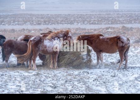 Islandpferde stehen auf einem Feld und essen Heu während eines Schneesturms, Island Stockfoto