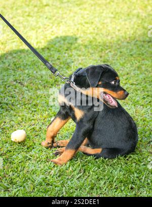 Niedlicher Rottweiler-Hündchen, an der Leine und auf grünem Grasfeld. Stockfoto