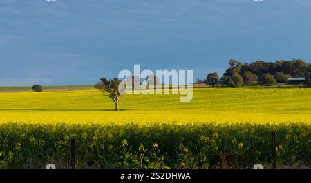 Rapsfelder in der Nähe von Temora, NSW Stockfoto