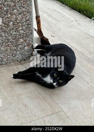 Dieses Foto wurde an einem ruhigen Frühlingstag in Istanbul aufgenommen und zeigt eine bezaubernde schwarz-weiße Katze, die gemütlich auf einer glatten gefliesten Oberfläche liegt. Sein helles gr Stockfoto