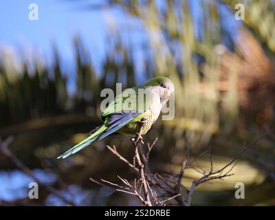 Ein grüner blauer Mönchssittich Myiopsitta monachus sitzt auf einem Zweig im Sonnenschein in Malaga, Spanien Stockfoto