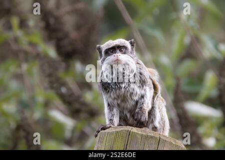 Kaiser tamarin Stockfoto