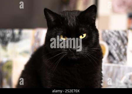 Black Cat sitzt und starrt nach vorne Stockfoto