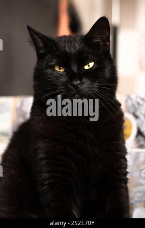 Black Cat sitzt und starrt nach vorne Stockfoto