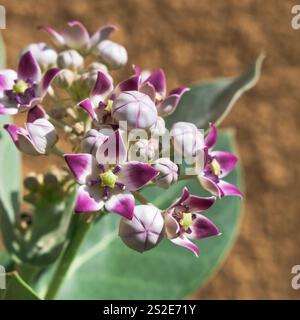 Giftige giftige Pflanze, Apfel von Sodom oder Calotropis Procera, die in der Wüste wächst, mit selektivem Fokus auf blühende weiße lila Blüten in der Nähe Stockfoto
