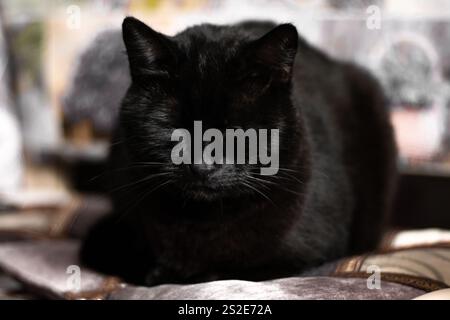Ein ruhiges Bild einer schwarzen Katze, die friedlich schläft, zeigt ihre entspannte Haltung und ihr elegantes Fell Stockfoto