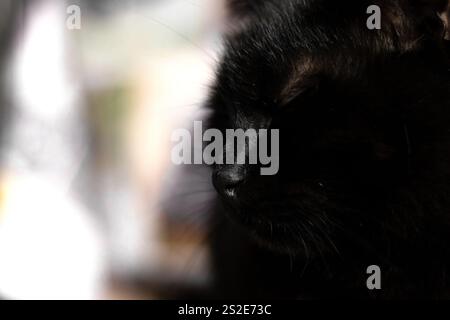 Schwarzes Katzenprofil mit Fokus auf die Nase Stockfoto