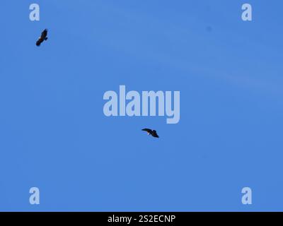 Ein Gänsegeier Gyps fulvus fliegt gegen den blauen Himmel in Ronda Spanien Stockfoto