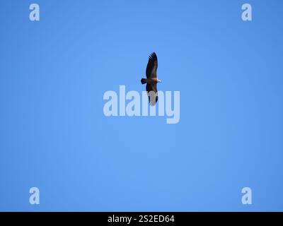 Ein Gänsegeier Gyps fulvus fliegt gegen den blauen Himmel in Ronda Spanien Stockfoto