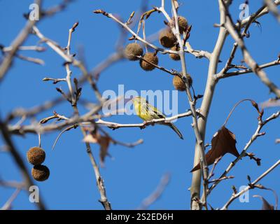 Grün Goldene Europäische Serin singt und prägt sich neben den Früchten einer Ahornlautplatane in Ronda Spanien Platanus x hispanica Platanus x aceri Stockfoto