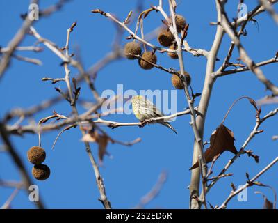 Grün Goldene Europäische Serin singt und prägt sich neben den Früchten einer Ahornlautplatane in Ronda Spanien Platanus x hispanica Platanus x aceri Stockfoto