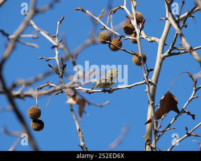 Grün Goldene Europäische Serin singt und prägt sich neben den Früchten einer Ahornlautplatane in Ronda Spanien Platanus x hispanica Platanus x aceri Stockfoto