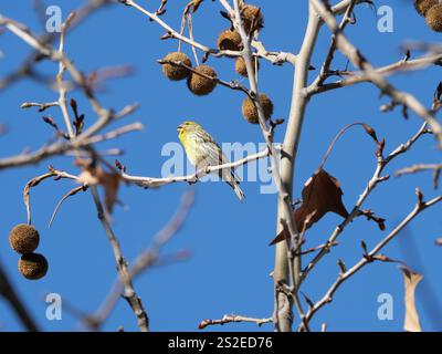 Grün Goldene Europäische Serin singt und prägt sich neben den Früchten einer Ahornlautplatane in Ronda Spanien Platanus x hispanica Platanus x aceri Stockfoto