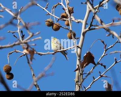 Grün Goldene Europäische Serin singt und prägt sich neben den Früchten einer Ahornlautplatane in Ronda Spanien Platanus x hispanica Platanus x aceri Stockfoto