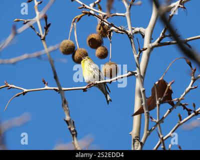 Grün Goldene Europäische Serin singt und prägt sich neben den Früchten einer Ahornlautplatane in Ronda Spanien Platanus x hispanica Platanus x aceri Stockfoto