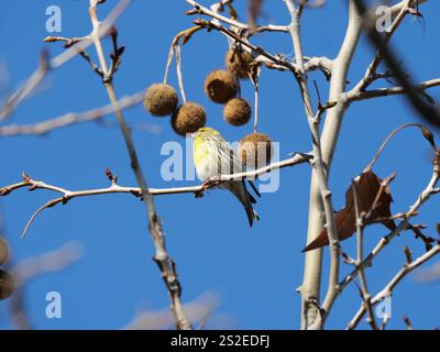 Grün Goldene Europäische Serin singt und prägt sich neben den Früchten einer Ahornlautplatane in Ronda Spanien Platanus x hispanica Platanus x aceri Stockfoto