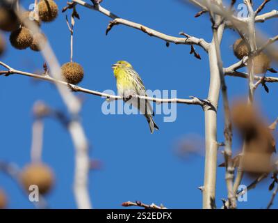 Grün Goldene Europäische Serin singt und prägt sich neben den Früchten einer Ahornlautplatane in Ronda Spanien Platanus x hispanica Platanus x aceri Stockfoto