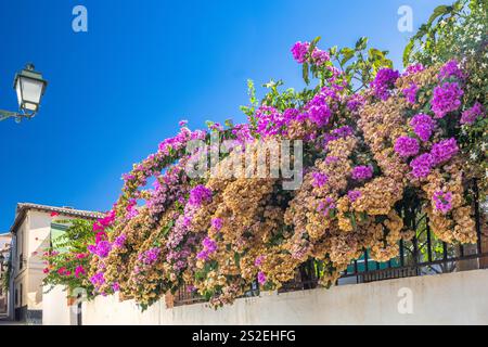 Granada Stadt in Spanien. Pulsierende Bougainvillea-Blüten kaskadieren über eine Wand und schaffen ein atemberaubendes Farbenspiel vor einem klaren blauen Himmel. Stockfoto