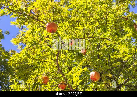 Granada Stadt in Spanien. Reife Granatäpfel hängen an einem üppig grünen Baum an einem sonnigen Tag. Ein lebendiges Schauspiel des Wohlstands der Natur. Stockfoto