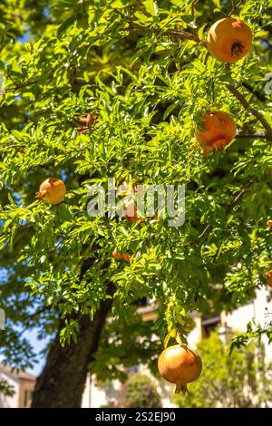 Granada Stadt in Spanien. Reife Granatäpfel hängen an einem Baumzweig, in Sonnenlicht getaucht. Eine lebendige Sommerszene. Stockfoto