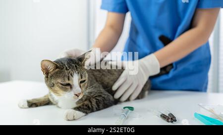 Tierarzt. Katze auf dem Untersuchungstisch der Tierarztklinik. Tierärztliche Versorgung. Tierarzt und Katze. Stockfoto