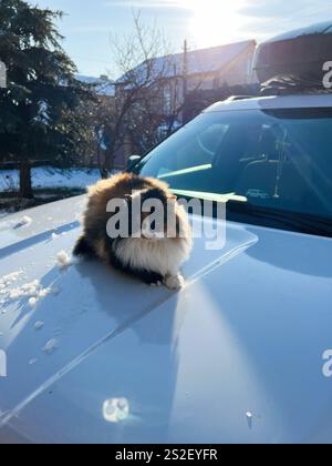 Eine flauschige Katze sitzt bequem auf einer Autohaube, umgeben von glänzenden Schneefelken unter hellem Sonnenlicht in einer gemütlichen Nachbarschaft, die eine ruhige und ruhige Atmosphäre schafft Stockfoto
