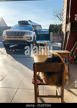 Eine flauschige Calico-Katze sitzt auf einem kleinen Holzstuhl in einer sonnigen Garage, mit einem weißen SUV im Hintergrund, umgeben von einer ruhigen Wohngegend Stockfoto