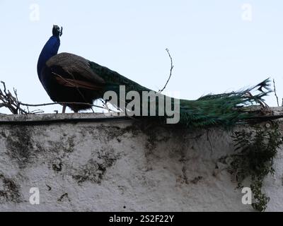 Männlicher weißer und blauer Pfau, der an einer Wand in der Casa del Rey Moro in Ronda, Spanien, sitzt Stockfoto