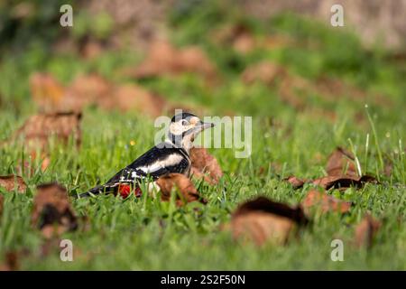 Eine weibliche Spechte (Dendrocopos Major) auf der Suche nach Nahrung auf dem Boden, umgeben von Herbstlaub. Stockfoto