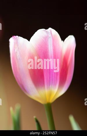 Eine einzelne Tulpe in Pink und Gelb, hintergrundbeleuchtet Stockfoto