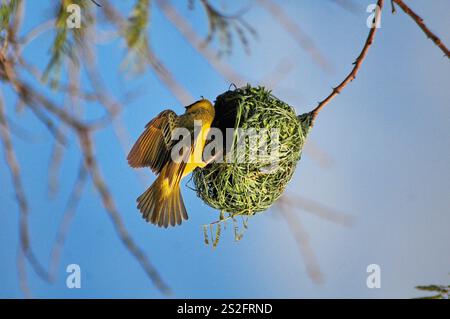 Webervögel bauen ihre Nester auf einem Baum in einem Gehöft im Dorf GA-Maja in Limpopo, Südafrika. Stockfoto