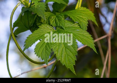 Hopfenblätter. Humulus. Grüne Blätter einer Kletterpflanze. Natürlicher Herbsthintergrund, Blätter aus nächster Nähe. Helle, helle Hopfenblätter. Leerzeichen für Text. Makropho Stockfoto
