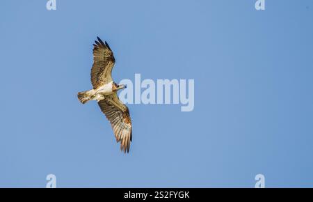 Der Fischadler oder genauer gesagt der westliche Fischadler (Pandion haliaetus) - auch als Seefalke, Flussfalke und Fischfalke - ist ein tagnisches, fischfressendes b Stockfoto