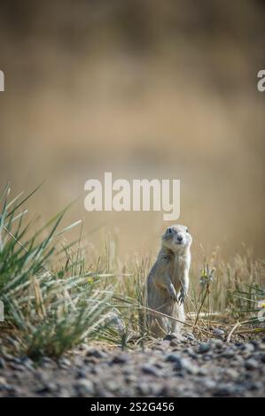 Richardson's Ground Eichhörnchen (Spermophilus richardsonii) in den Badlands von Süd-Alberta, Kanada Stockfoto