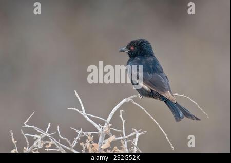 Gabelschwanzdrongo (Dicrurus adsimilis) aus Samburu NR, Kenia. Stockfoto