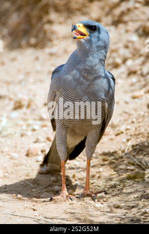 Goshawk (Melierax poliopterus) aus Samburu NR, Kenia. Stockfoto