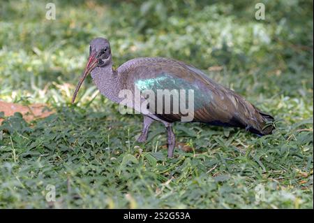 Hadada ibis (Bostrychia hagedash) aus Samburu NR, Kenia. Stockfoto