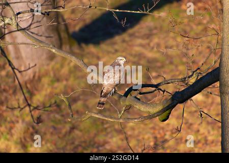 Der eurasische sperber (Accipiter nisus) sitzt auf einem Ast im Wald. Vögel in der Natur. Stockfoto