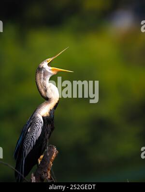 Ein Darter (Schlangenvogel), der im Keoladeo National Park in einem Moment des Gähnens gefangen wird, zeigt die raue Schönheit des Wildtierverhaltens Stockfoto