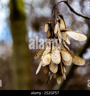 Nahaufnahme von Früchten eines norwegischen Ahornbaums (Acer platanoides) mit verschwommenem Hintergrund Stockfoto