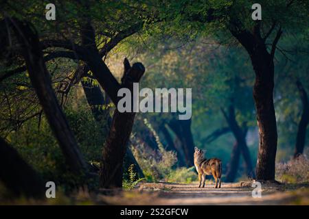 Im Keoladeo National Park, Rajasthan, Indien, befindet sich ein goldener Schakal unter den üppigen Baumkronen und fügt sich nahtlos in die pulsierende Wildnis ein. Stockfoto