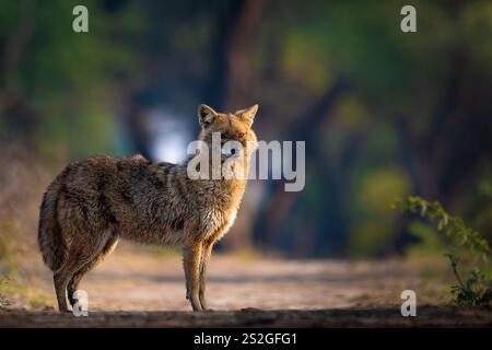 Ein einsamer Goldener Schakal steht wachsam auf einem unbefestigten Pfad im Keoladeo National Park, Rajasthan. Sein dickes, leicht gewölbtes Fell steht im Kontrast zu den üppigen, Stockfoto