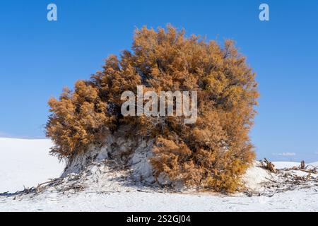 Ein einsamer Baum im White Sands National Park mit Sand bedeckt Teile des Baumes New Mexico Stockfoto