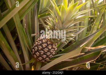 Eine Ananasplantage in Khao Takiap in der Nähe der Stadt Hua hin in der Provinz Prachuap Khiri Khan in Thailand, Thailand, Hua hin, November 2022 Stockfoto