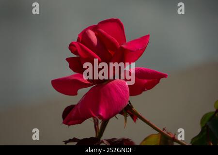 „Eine hauchnahe Ansicht der Poesie der Natur – eine Rose in voller Blüte mit weichen, samtigen Blüten“. Eine Rose ist entweder eine holzige mehrjährige blühende Pflanze der Gattung. Stockfoto