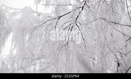 Der Zweig einer Birke, bedeckt mit Raureif. Stockfoto